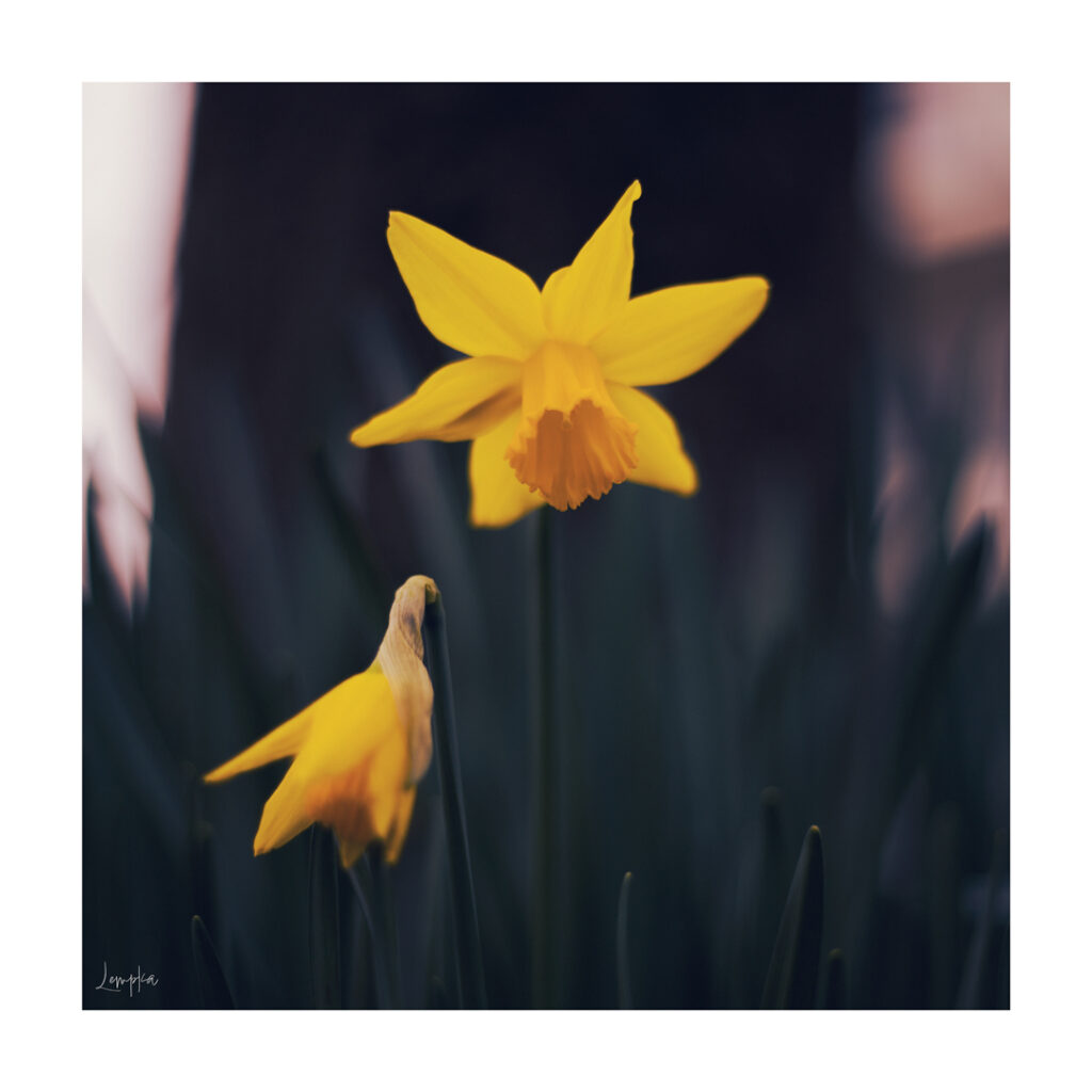 IMG_0408-Edit
