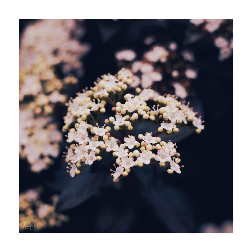 IMG_0435-Edit