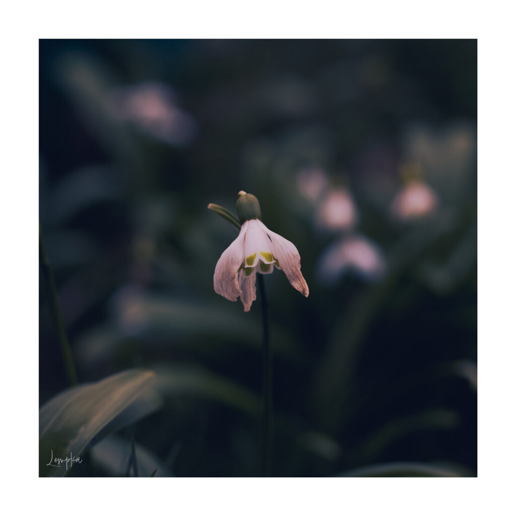 IMG_0521-Edit