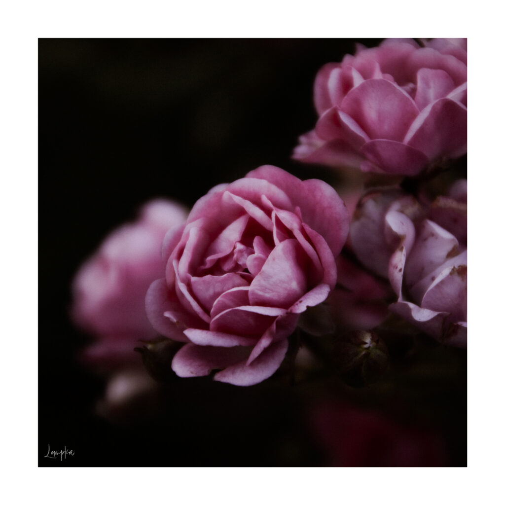 IMG_0550-Edit