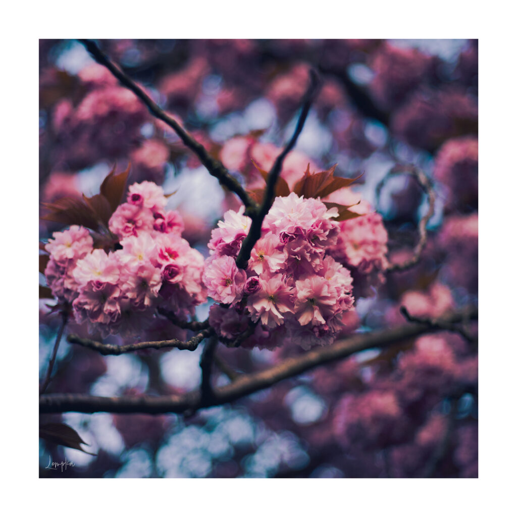 IMG_1072-Edit