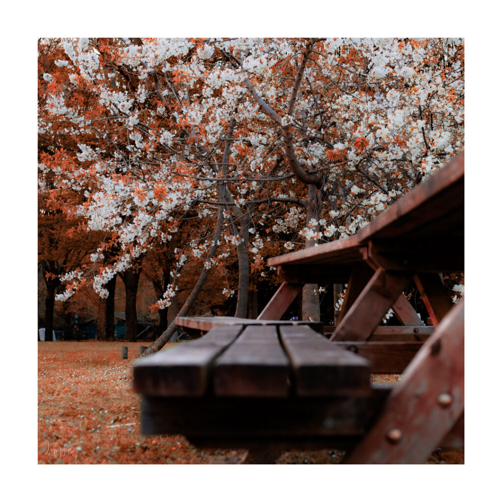 IMG_1136-Edit