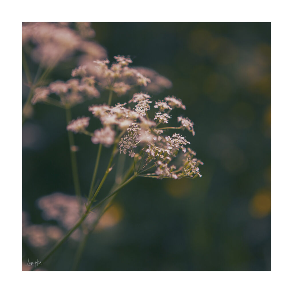 IMG_1425-Edit