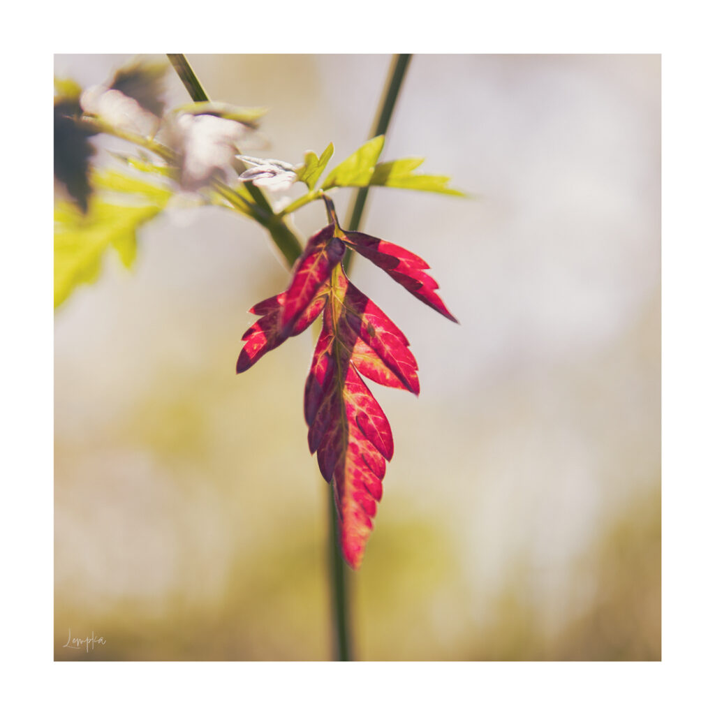 IMG_1445-Edit