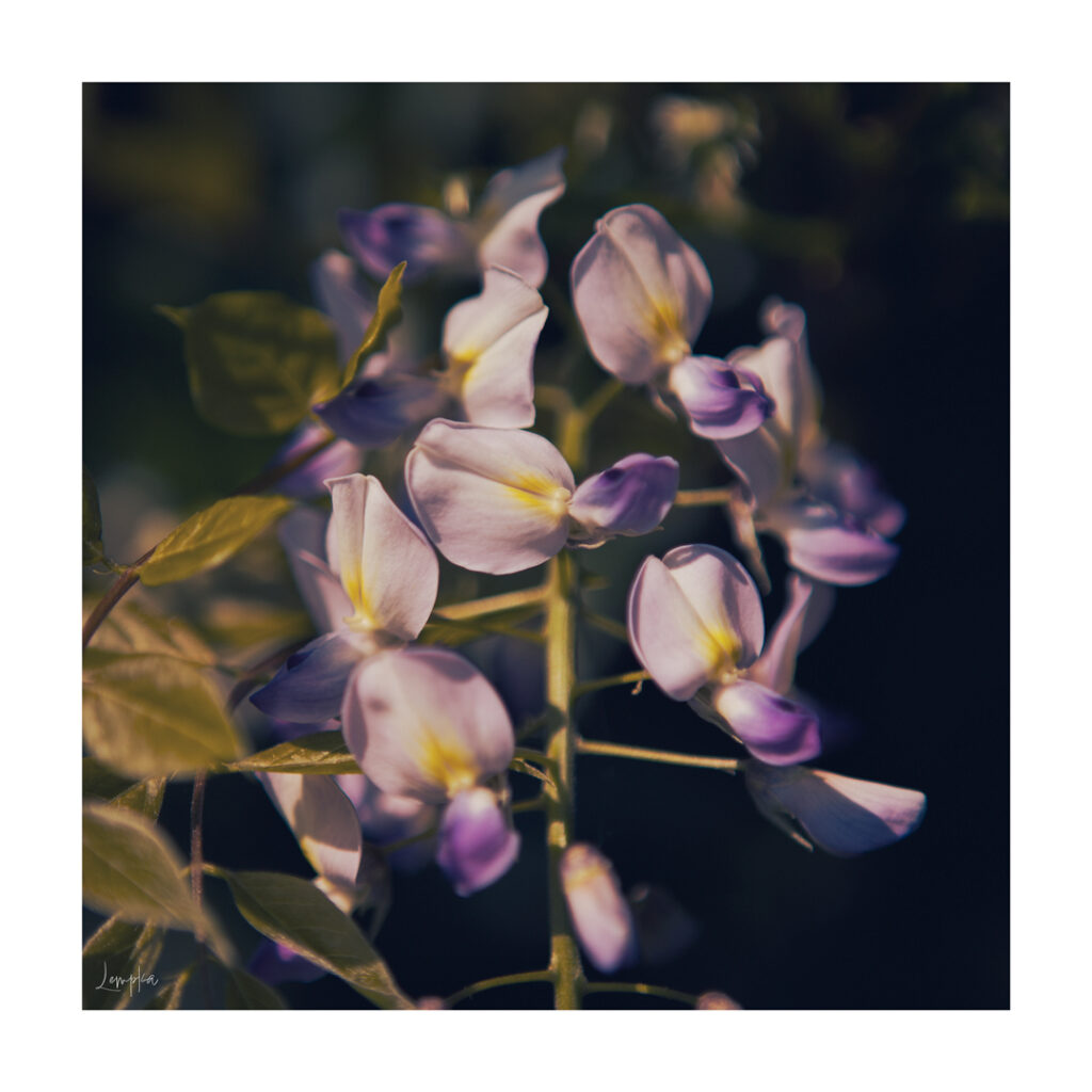 IMG_1464-Edit