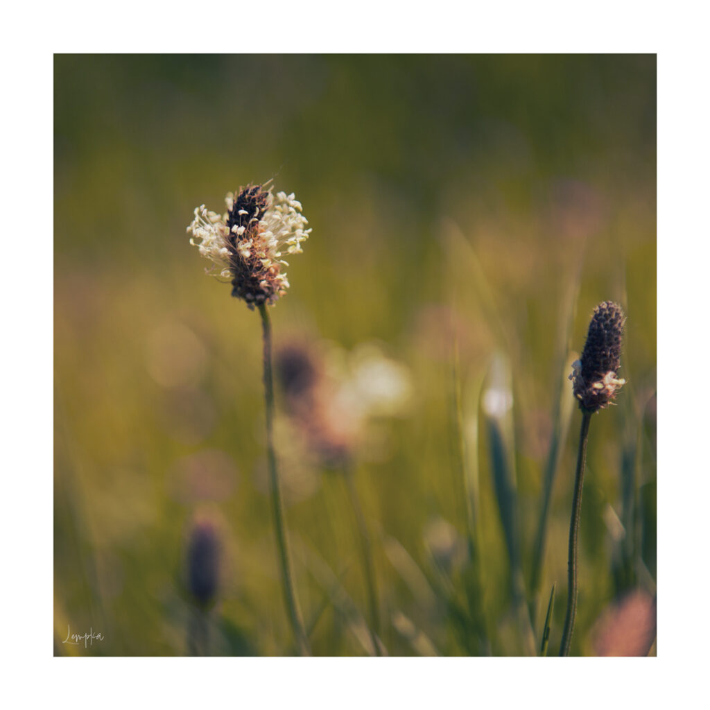 IMG_1469-Edit