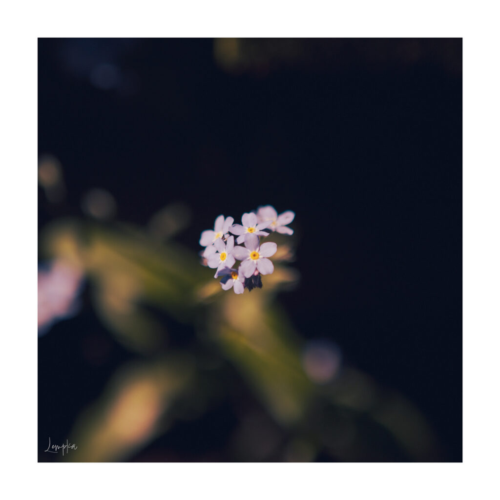 IMG_1471-Edit