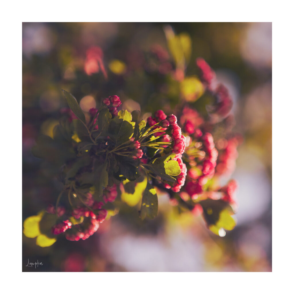 IMG_1486-Edit