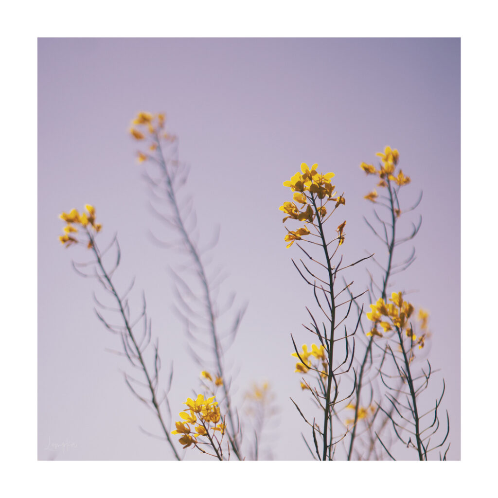 IMG_1496-Edit