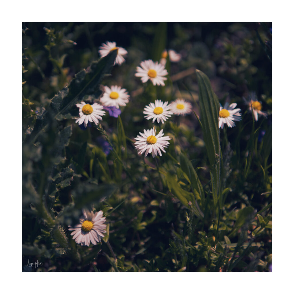 IMG_1501-Edit