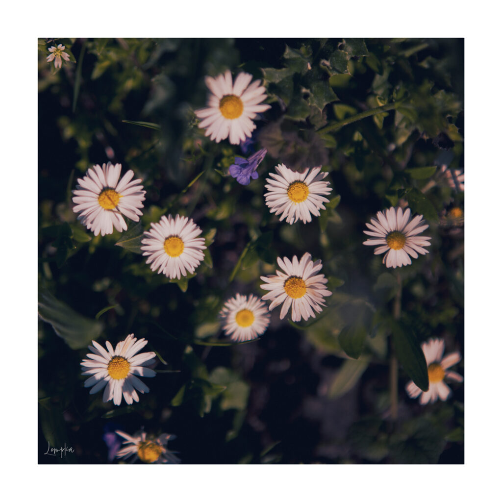 IMG_1505-Edit