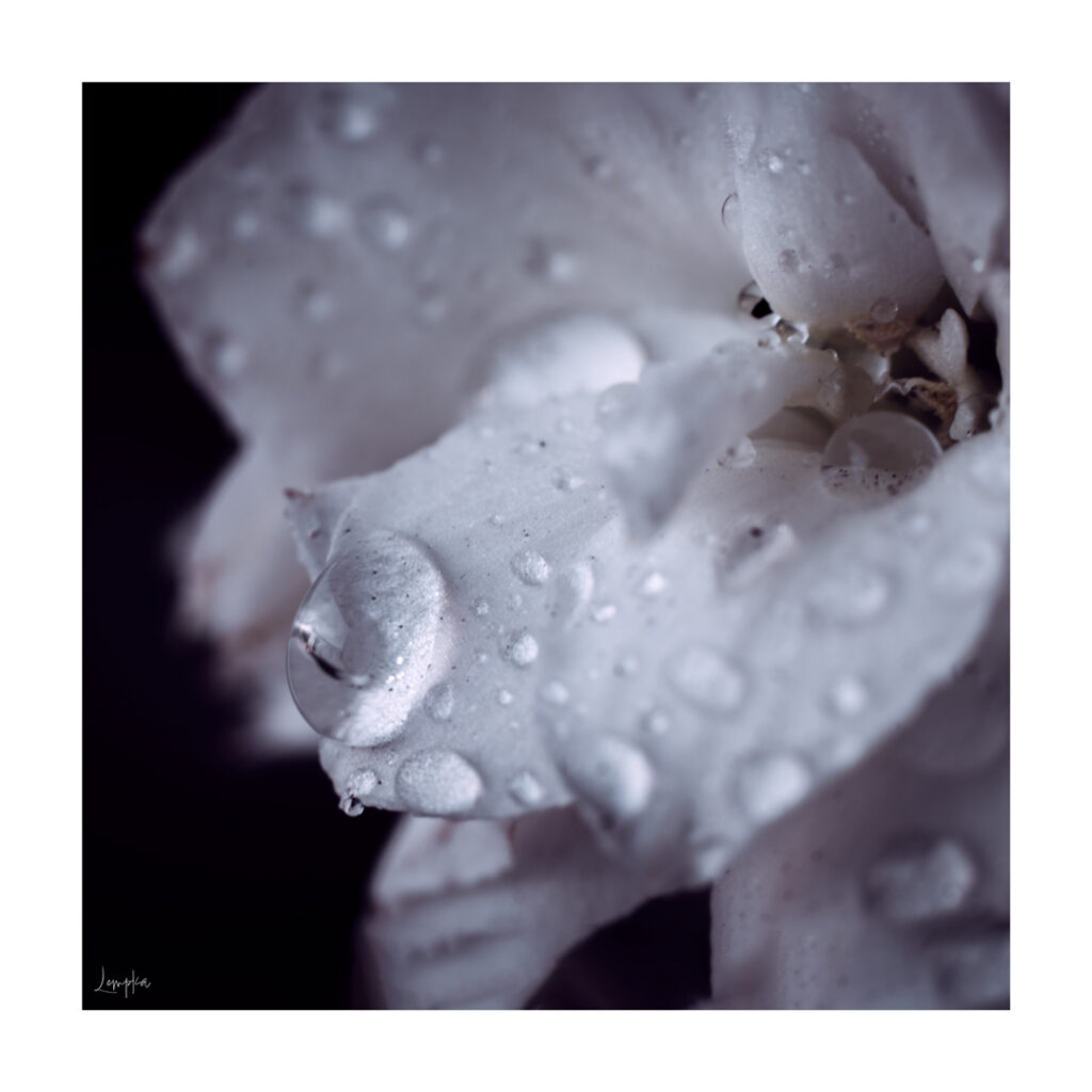 IMG_2702-Edit