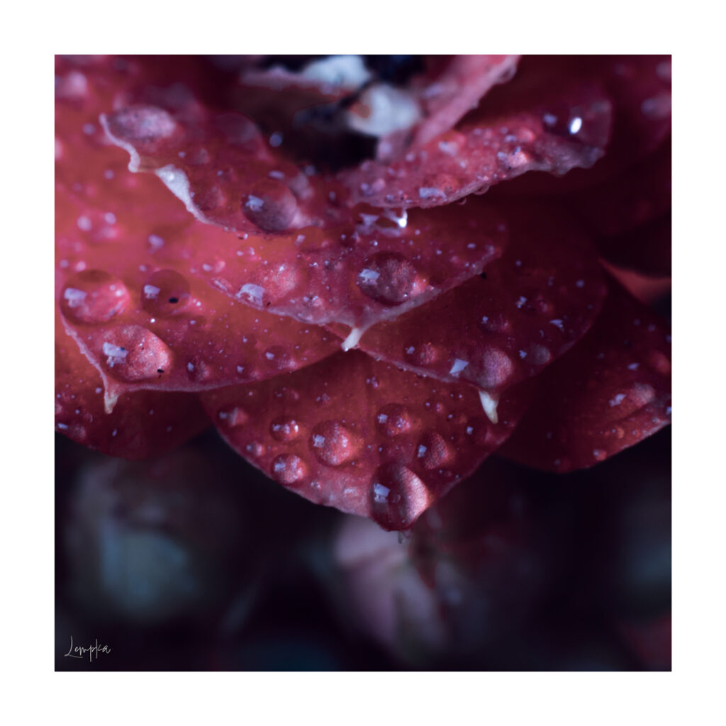 IMG_2729-Edit