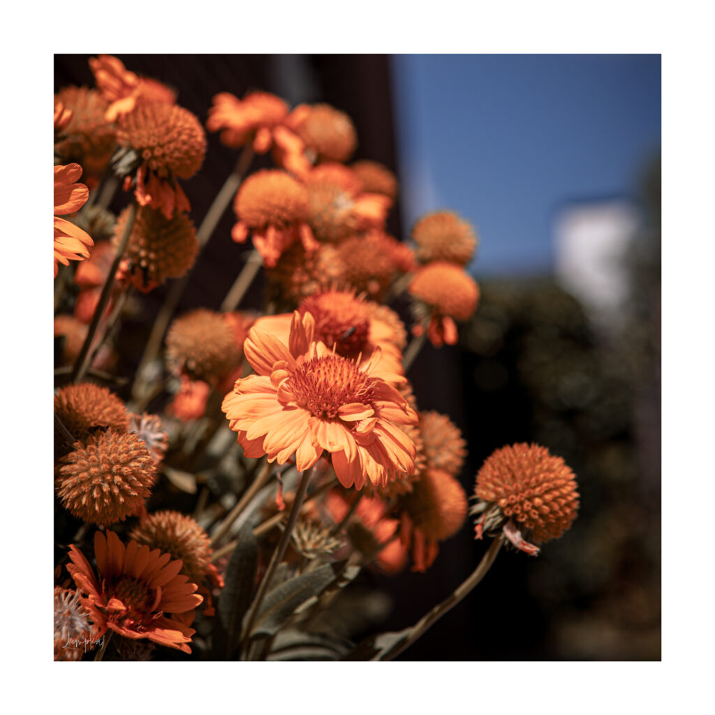 IMG_2821-Edit