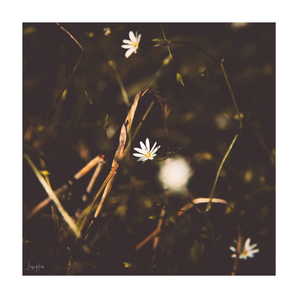 IMG_2901-Edit