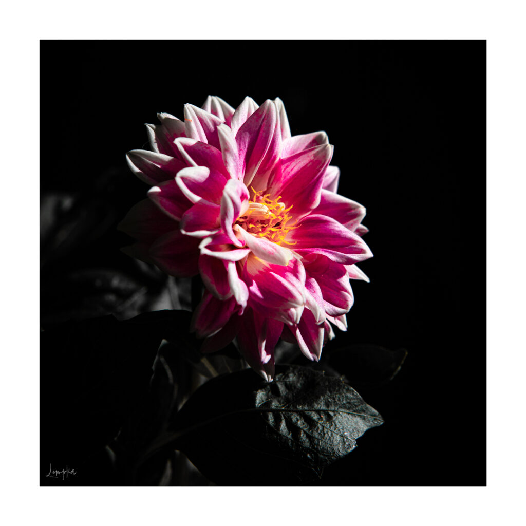 IMG_2924-Edit