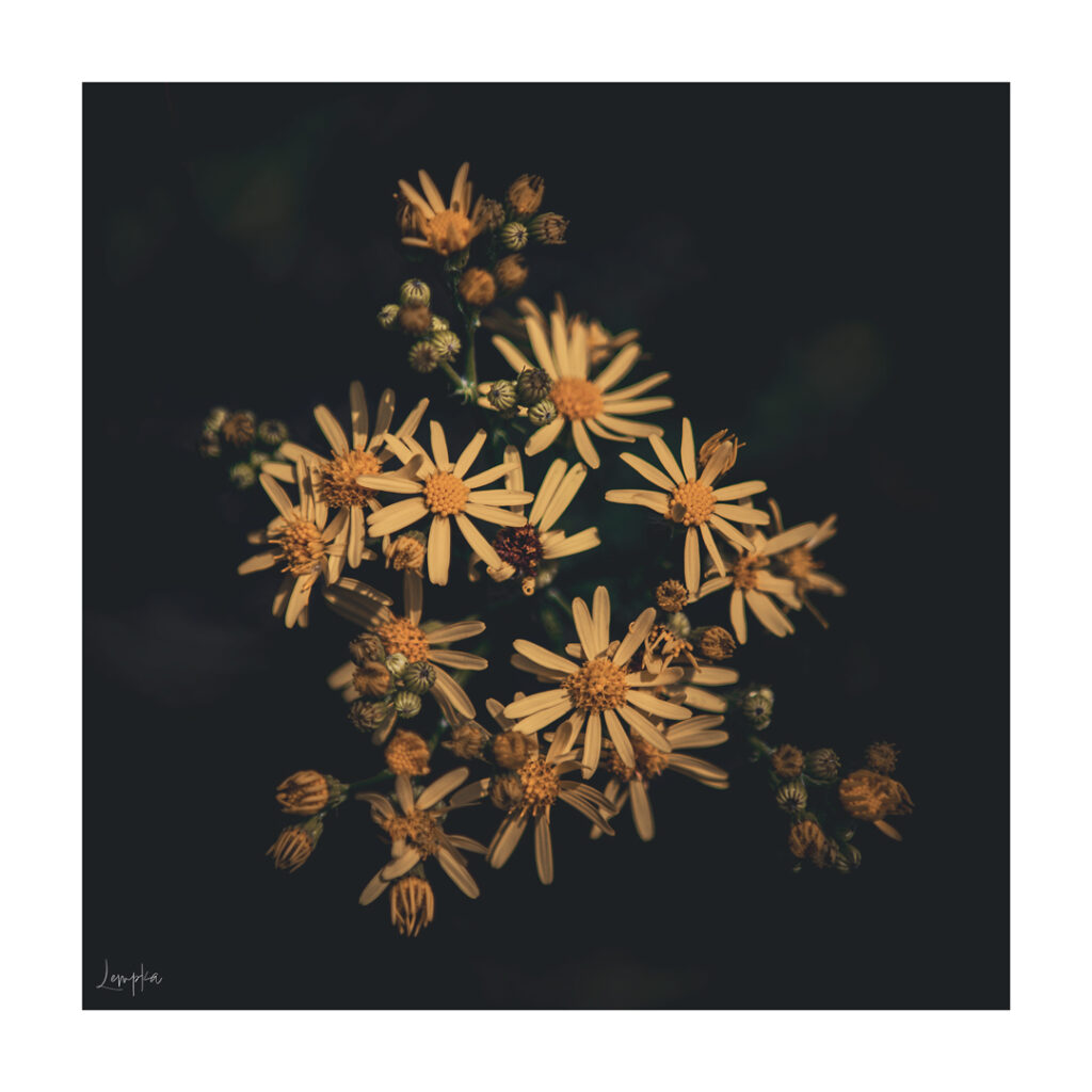 IMG_3556-Edit