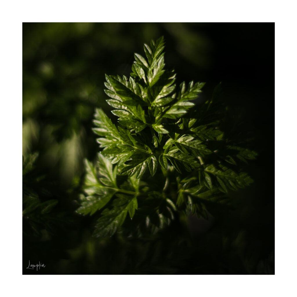 IMG_3945-Edit
