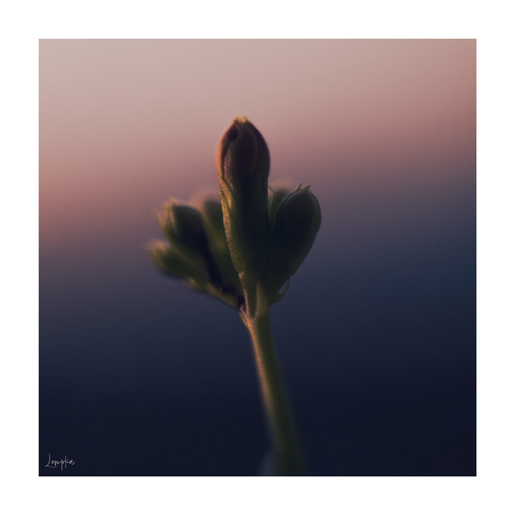 IMG_9963-Edit